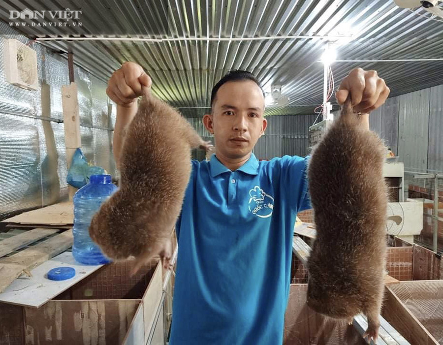 Anh Nguyễn Thanh Sơn, (thôn An Tây, thị trấn Tiên Kỳ, huyện Tiên Phước, tỉnh Quảng Nam) chọn mô hình nuôi dúi để khởi nghiệp tại quê nhà. Anh Nguyễn Thanh Sơn, (thôn An Tây, thị trấn Tiên Kỳ, huyện Tiên Phước, tỉnh Quảng Nam) chọn mô hình nuôi dúi để khởi nghiệp tại quê nhà.