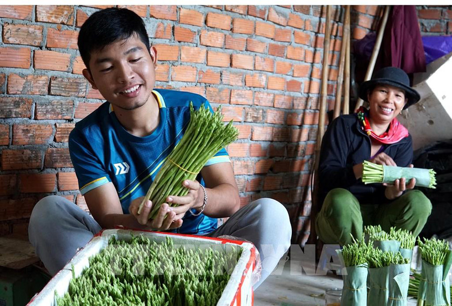 Anh Võ Mạnh Tú phân loại măng tây trước khi xuất bán.