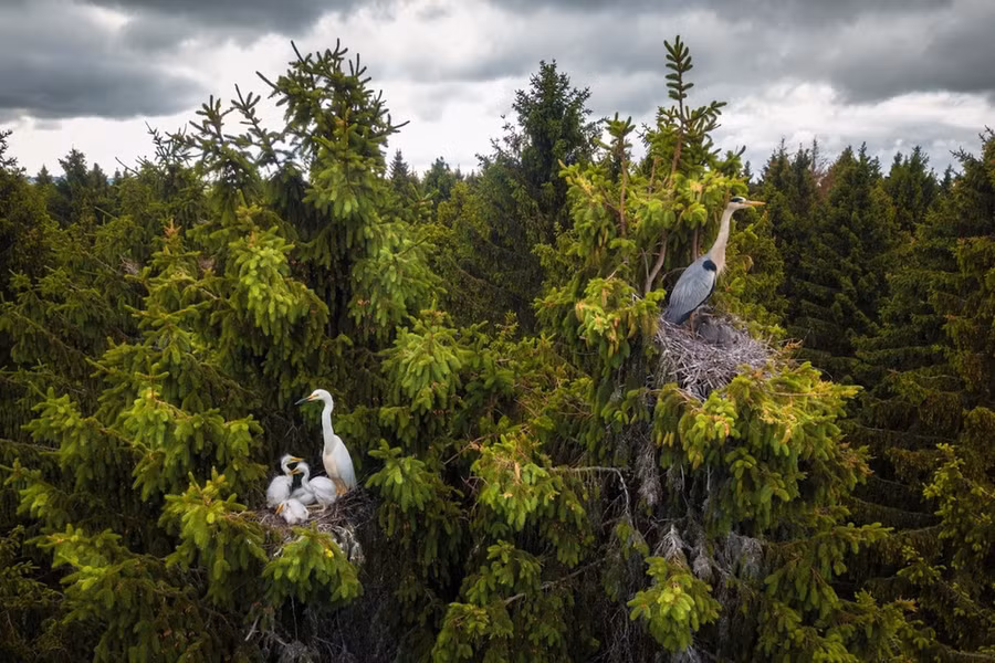 Giải Động vật hoang dã thuộc về 