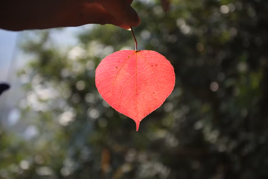 Một chiếc lá trên đỉnh núi Lay, Bắc Sơn - Ảnh: Thanh Tuấn