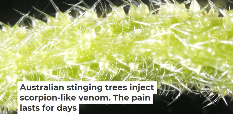  Những sợi lông trên cây Gympie-Gympie khi được phóng to. Ảnh: The Conversation.