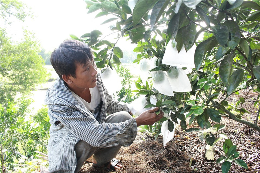 Gần 500 gốc cam gần đến ngày thu hoạch của vợ chồng anh Đức. Ảnh: Trần Tuyên Gần 500 gốc cam gần đến ngày thu hoạch của vợ chồng anh Đức. Ảnh: Trần Tuyên