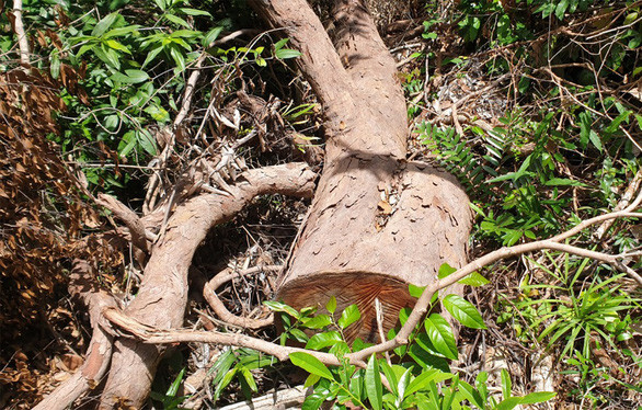 Gỗ rừng bị hạ ở khoảnh 10 tiểu khu 358 rừng xã Sơn Thành Tây - Ảnh: TRỌNG THI