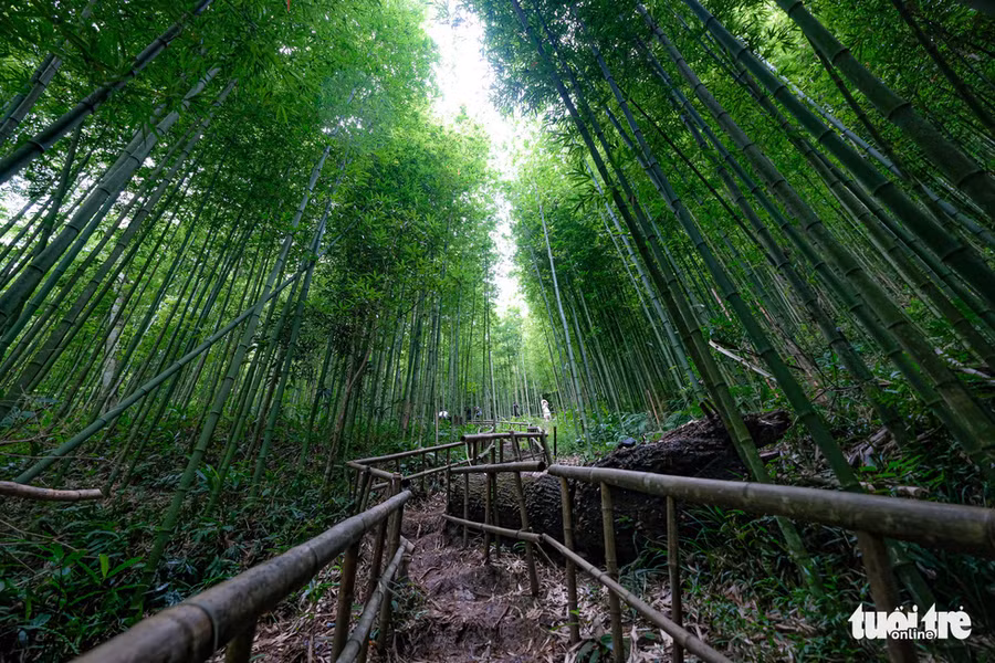 Rừng trúc tại bản Nả Háng Tủa Chử với vẻ đẹp nguyên sơ khiến ai tới đây ngỡ lạc vào khung cảnh một bộ phim kiếm hiệp