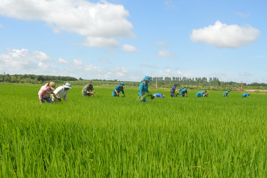 Lực lượng vũ trang huyện Ia Pa giúp người dân xã Pờ Tó làm lúa nước.Ảnh: Anh Huy