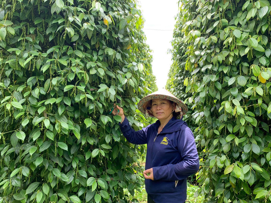 Bà Nguyễn Thị Thu (thôn 3, xã Nam Yang, huyện Đak Đoa) bên vườn hồ tiêu của gia đình. Ảnh: Hồng Thương