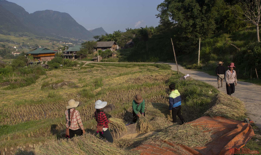Những thửa ruộng bậc thang ở Tả Van chín muộn còn đang vàng ươm.