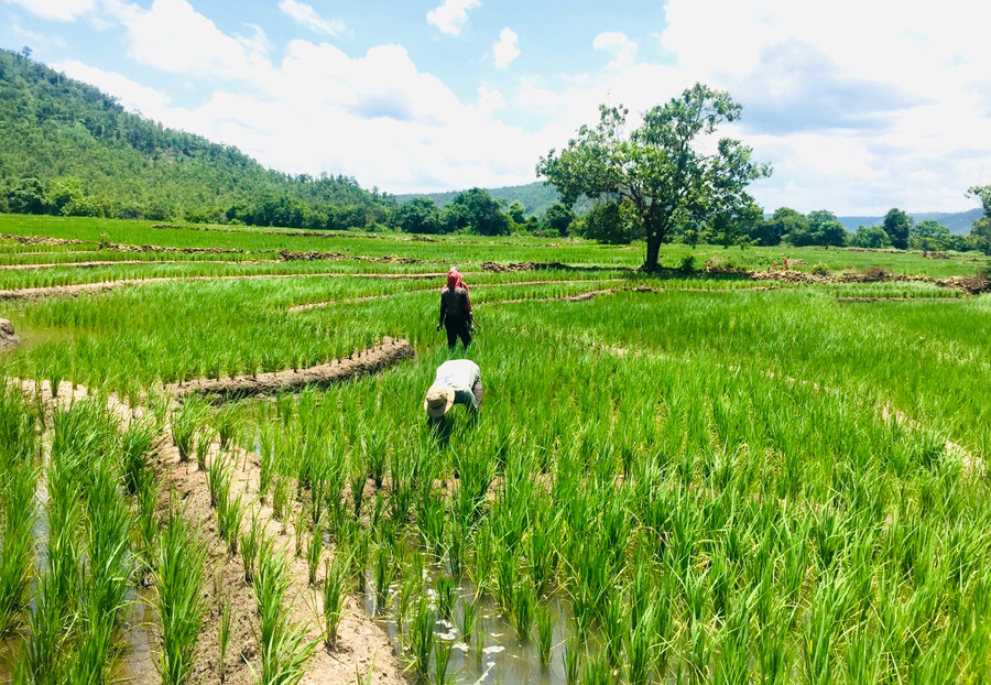 Thành viên HTX Nông-Lâm nghiệp Ia Hrú chăm sóc ruộng lúa Kê Lau. Ảnh: Mộc Trà