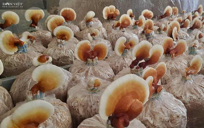 Anh Nguyễn Văn Nhi đang trồng thử nghiệm nấm linh chi ở nền nhiệt nắng nóng 36 đến 40 độ C ở Đà Nẵng, tiến đến kế hoạch trồng nấm linh chi quanh năm tại hôn Thạch Nham Đông, xã Hòa Nhơn, huyện Hòa Vang, TP Đà Nẵng.