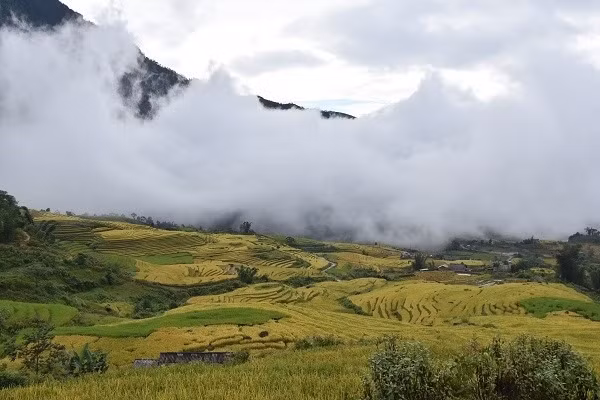 Mùa lúa chín ở Y Tý. Ảnh Lê Mạnh