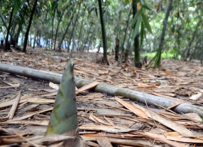 Nhờ chủ động nguồn nước, phân bón, măng có quanh năm. Ảnh: Trần Trung.