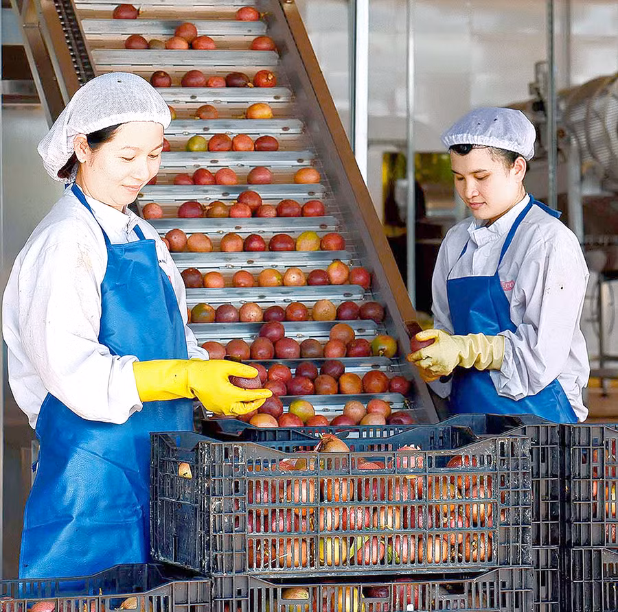 Chế biến chanh dây tại Công ty TNHH một thành viên Xuất nhập khẩu rau quả DOVECO Gia Lai. Ảnh: Đức Thụy