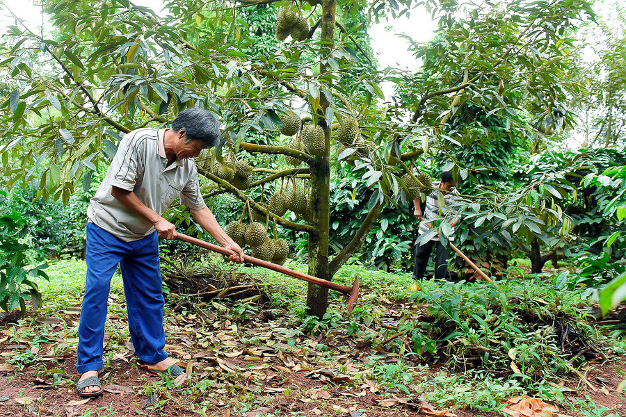 Năm 2013, ông Nguyễn Văn Lập (xã Đak Djrăng) đã mạnh dạn vay vốn giải quyết việc làm của Phòng Giao dịch Ngân hàng CSXH huyện để đầu tư trồng gần 80 cây sầu riêng trong vườn. Diện tích sầu riêng này hiện cho lợi nhuận mỗi năm trên 100 triệu đồng. Năm 2013, ông Nguyễn Văn Lập (xã Đak Djrăng) đã mạnh dạn vay vốn giải quyết việc làm của Phòng Giao dịch Ngân hàng CSXH huyện để đầu tư trồng gần 80 cây sầu riêng trong vườn. Diện tích sầu riêng này hiện cho lợi nhuận mỗi năm trên 100 triệu đồng.