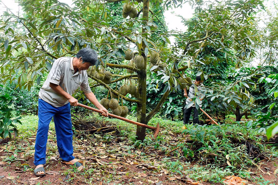 Năm 2013, ông Nguyễn Văn Lập (xã Đak Djrăng) đã mạnh dạn vay vốn giải quyết việc làm của Phòng Giao dịch Ngân hàng CSXH huyện để đầu tư trồng gần 80 cây sầu riêng trong vườn. Diện tích sầu riêng này hiện cho lợi nhuận mỗi năm trên 100 triệu đồng. 