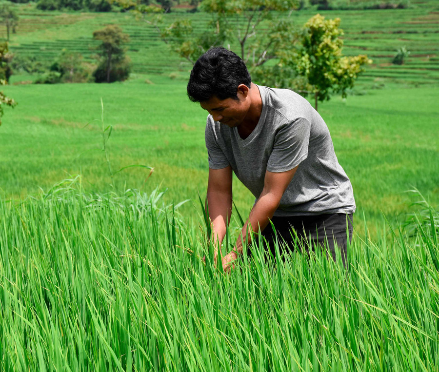 Anh Siu Do-Phó Trưởng thôn Dun Bêu (thị trấn Chư Sê) thăm cánh đồng lúa. Ảnh: Trần Dung