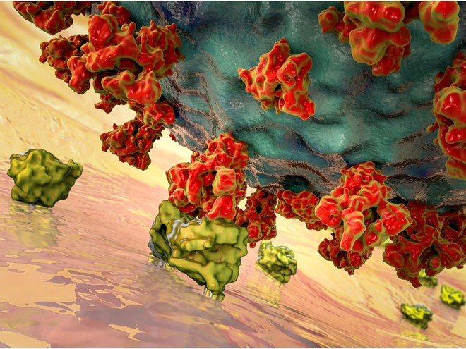 Mô hình minh họa sự kết hợp của SARS-CoV-2 vào thụ thể của một dạng protein, giúp nó xâm nhập tế bào người - Ảnh: Shutterstock