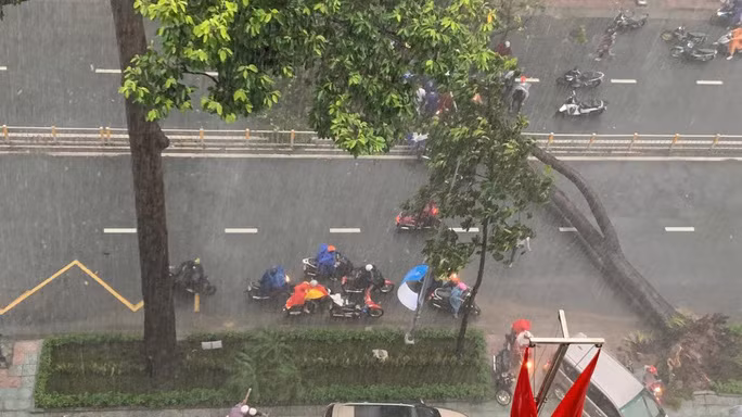  Cây xanh trên đường Nguyễn Tri Phương, quận 10, TP HCM đổ ngã.