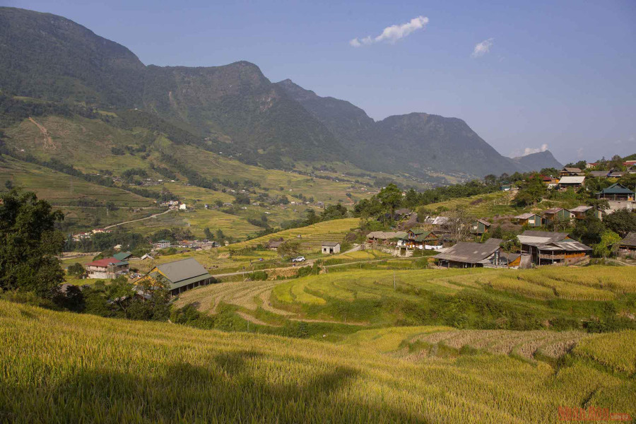 Người dân Lao chải đang gặt lúa trên đường từ Ý Linh Hồ về Lao Chải.