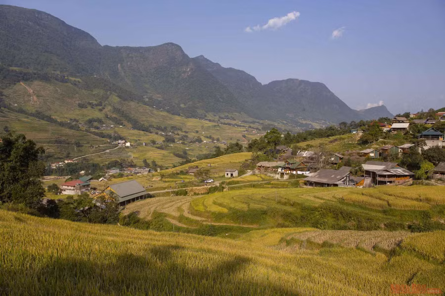 Người dân Lao chải đang gặt lúa trên đường từ Ý Linh Hồ về Lao Chải.