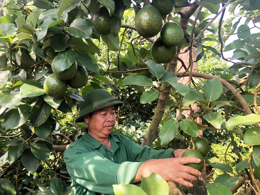 Ông Thân Văn Thêm là người tiên phong trồng bơ booth ở xã Ia Băng, huyện Chư Prông. Ảnh: Anh Huy  Ông Thân Văn Thêm, người tiên phong trồng bơ booth ở xã Ia Băng, huyện Chư Prông. Ảnh: Anh Huy
