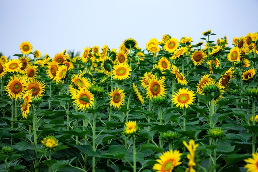 Hướng dương không chỉ đẹp, không chỉ rực rỡ dưới nắng vàng mà còn mang trong mình sức sống mãnh liệt, là biểu tượng của niềm tin và hy vọng. Sắc màu tươi tắn của loài hoa này có thể mang đến cho tâm hồn ta những niềm vui, khát khao mới, xua tan bớt mệt mỏi, căng thẳng của cuộc sống đô thị.