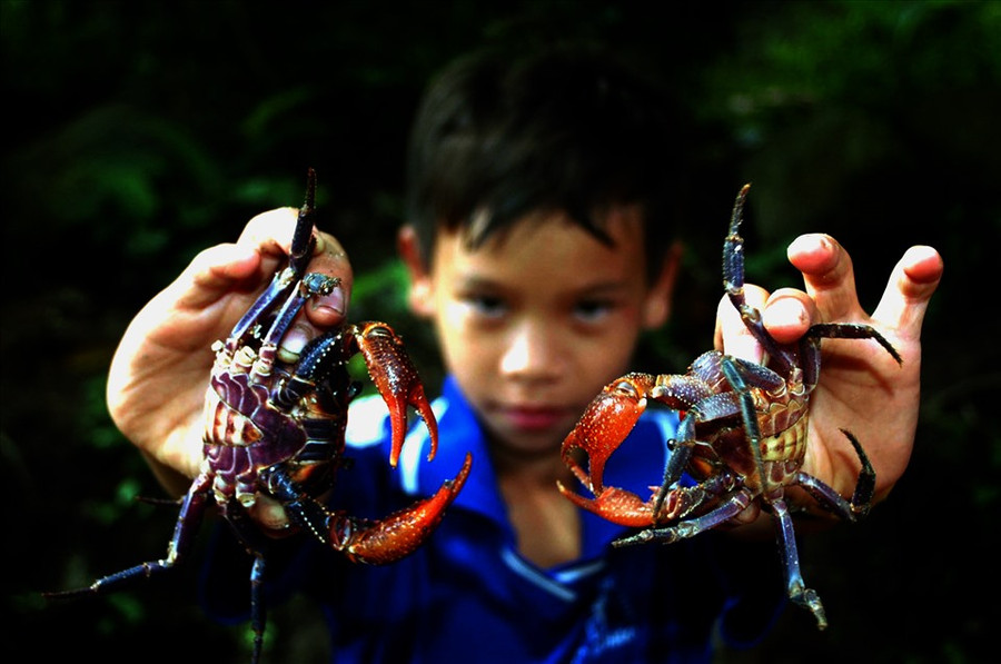 Được xác định là loài cua đặc hữu của nóc nhà Đồng bằng sông Cửu Long, cua núi Cấm Không chỉ đẹp về màu sắc độc về hình dáng, cua núi Cấm còn có hương vị thơm, ngon.