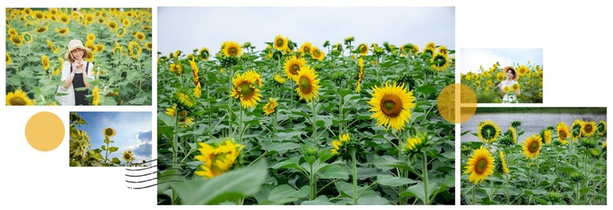 Những ngày tháng Tám vừa đi qua, khi sức hút của những con đường phủ đầy hoa giấy trải dọc Ecopark chưa hạ nhiệt thì giữa thành phố triệu cây xanh lại xuất hiện một đồi hoa hướng dương đua nhau khoe sắc.