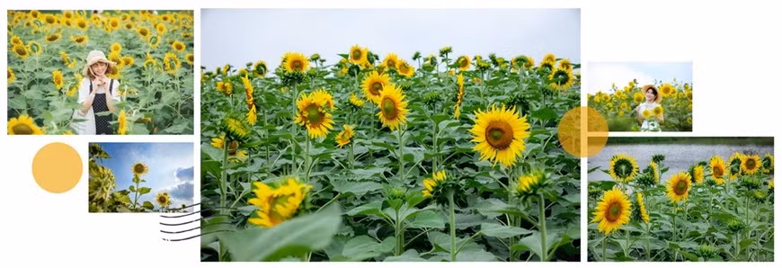 Những ngày tháng Tám vừa đi qua, khi sức hút của những con đường phủ đầy hoa giấy trải dọc Ecopark chưa hạ nhiệt thì giữa thành phố triệu cây xanh lại xuất hiện một đồi hoa hướng dương đua nhau khoe sắc.