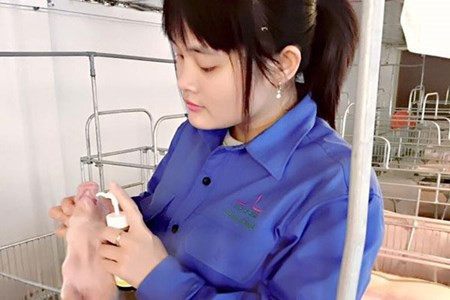 Nuôi con lợn, con gà đến giờ vẫn là mưu sinh của không ít người dân, đặc biệt là trong khủng hoảng (Ảnh: Nguyễn Thanh Tú 24 tuổi, từng gây cảm hứng mạng xã hội khi có thể thiến được trên 700 con lợn giống trong vòng 2 giờ đồng hồ/Danviet) Nuôi con lợn, con gà đến giờ vẫn là mưu sinh của không ít người dân, đặc biệt là trong khủng hoảng (Ảnh: Nguyễn Thanh Tú 24 tuổi, từng gây cảm hứng mạng xã hôi khi có thể thiến được trên 700 con lợn giống trong vòng 2 giờ đồng hồ/Danviet)