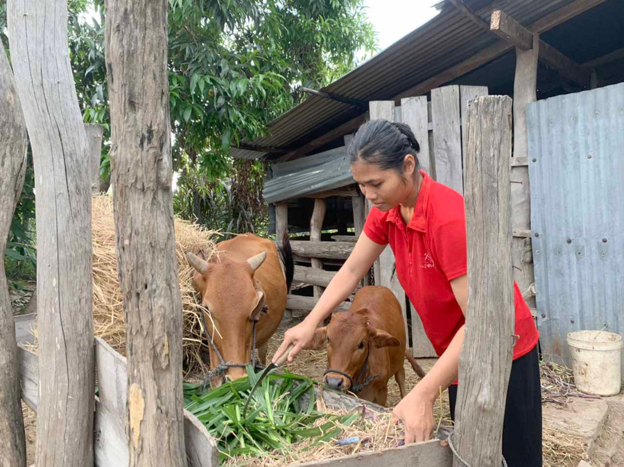 Chị Rô H’Moat (buôn Ơi H’Briu, xã Chư Mố, huyện Ia Pa) chăm sóc đàn bò của gia đình. Ảnh: Nguyên Hương 