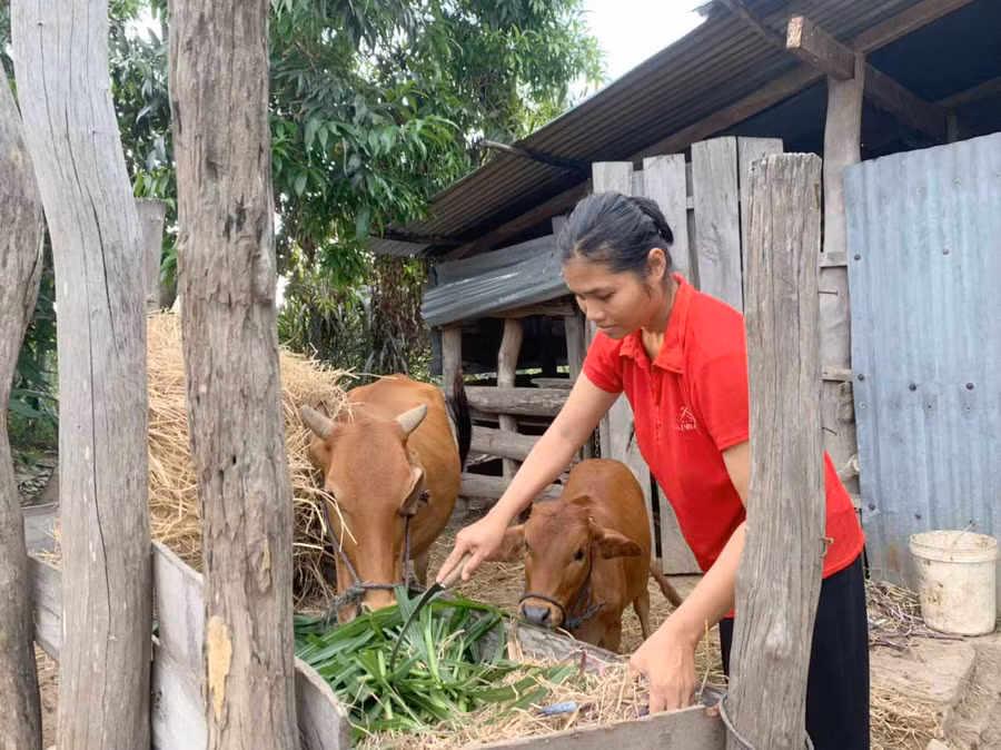 Chị Rô H’Moat (buôn Ơi H’Briu, xã Chư Mố, huyện Ia Pa) chăm sóc đàn bò của gia đình. Ảnh: Nguyên Hương 