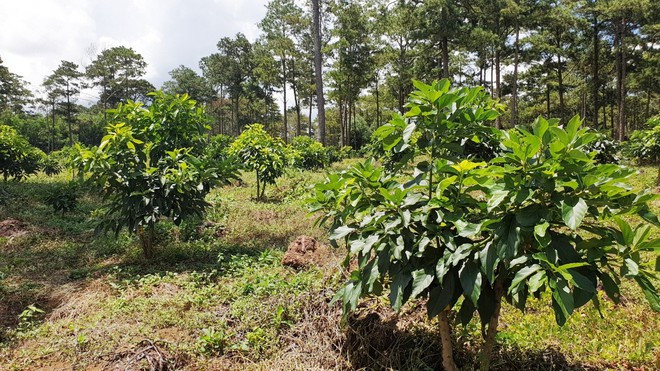 Thông tại Khoảnh 2 TK 439 rừng cộng đồng bị triệt hạ, thay vào đó là cây bơ đã được trồng ! Ảnh: Trùng Dương