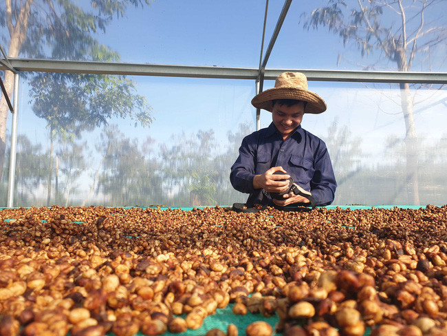  Kiểm tra nhiệt độ bên trong nhà phơi cà phê tại Nông trại cà phê Tà Đùng, xã Đắk Nia, TP.Gia Nghĩa, tỉnh Đắk Nông. Ảnh Hưng Thịnh - TTXVN