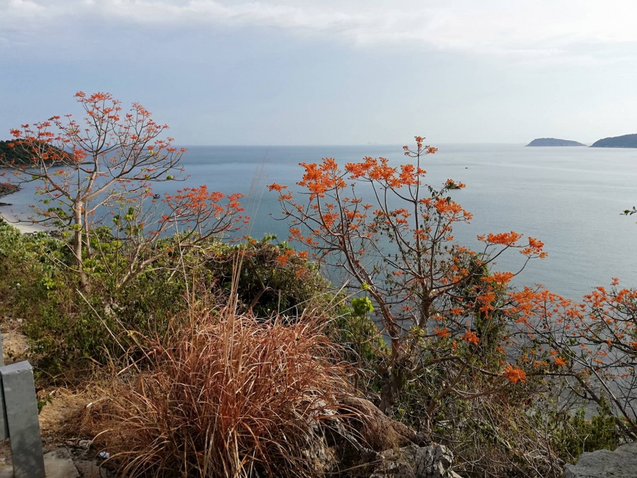 Ngô đồng nở rộ vào mùa du lịch, nên rất nhiều người thích thú với loài cây này