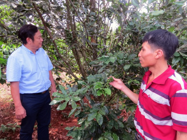 Tổng Thư ký Hiệp hội Mắc ca Việt Nam Huỳnh Ngọc Huy tin tưởng chương trình trồng mắc ca ở Việt Nam sẽ thành công. Ảnh: Văn Hùng Tổng Thư ký Hiệp hội Mắc ca Việt Nam Huỳnh Ngọc Huy tin tưởng chương trình trồng mắc ca ở Việt Nam sẽ thành công. Ảnh: Văn Hùng