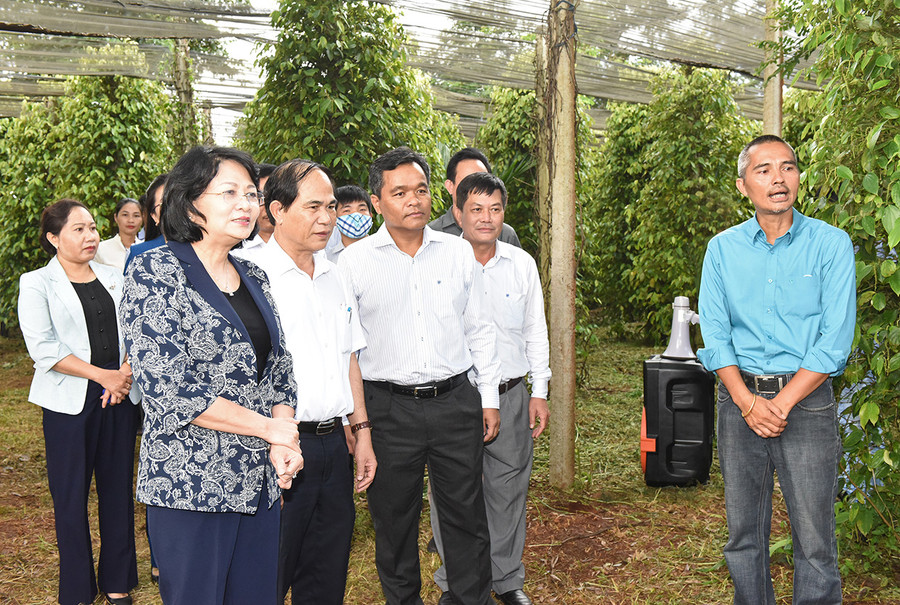  Phó Chủ tịch nước Đặng Thị Ngọc Thịnh cùng lãnh đạo tỉnh đến thăm vườn hồ tiêu được chứng nhận hữu cơ của gia đình ông Ngô Văn Tiên tại xã Nam Yang (huyện Đak Đoa). Ảnh: Đ.T