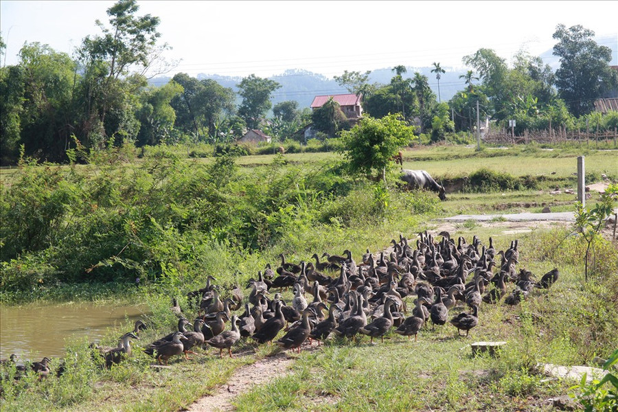 Nuôi vịt trời là mô hình khá mới mẻ trên địa bàn. ảnh: Trần Tuyên Nuôi vịt trời là mô hình khá mới mẻ trên địa bàn. ảnh: Trần Tuyên