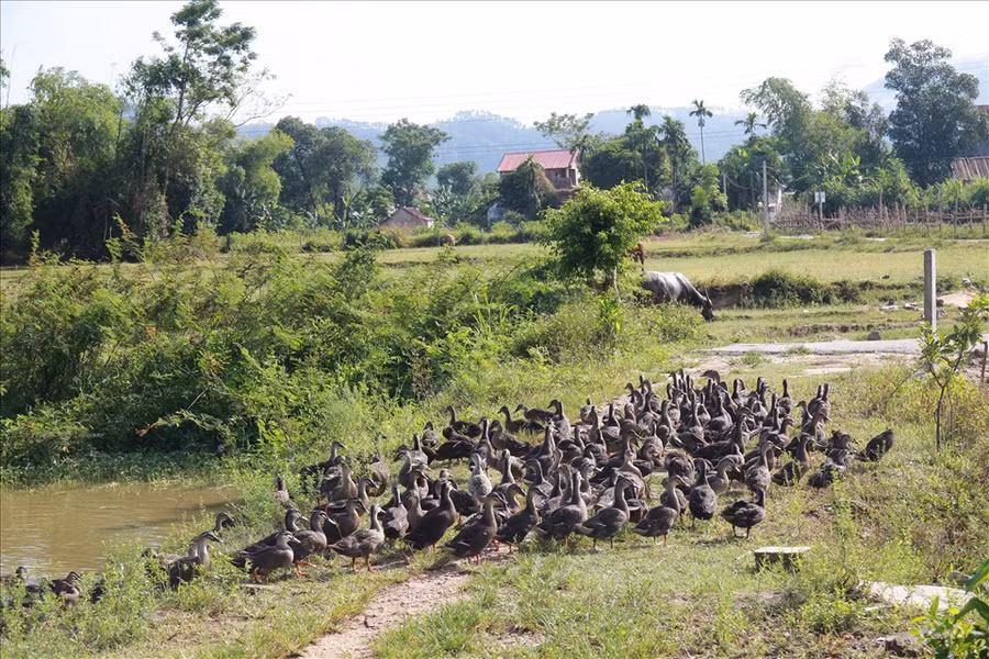 Nuôi vịt trời là mô hình khá mới mẻ trên địa bàn. ảnh: Trần Tuyên