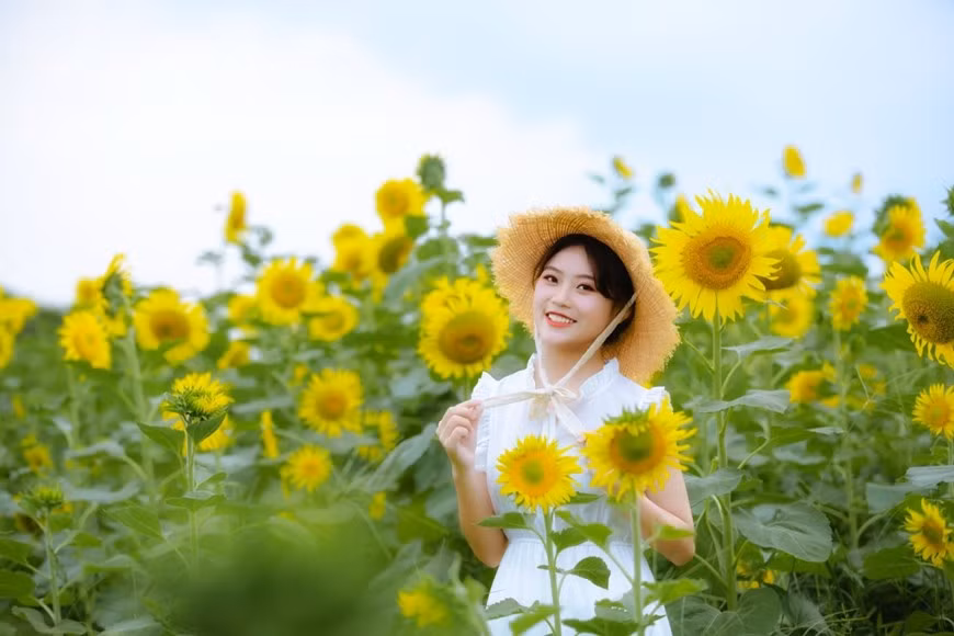 Sớm cuối tuần, nhiều bạn trẻ vội vã rời trung tâm, rủ nhau khám phá cánh đồng hướng dương vừa bừng nở. Trong nắng vàng đầu Thu, cánh đồng hướng dương khoe sắc bên hồ nước mát trong vẫn là điểm đến thu hút hàng trăm du khách/ngày.