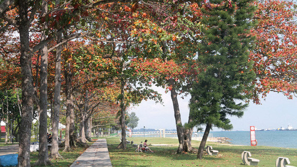 Hàng bàng tại công viên ven biển ở Singapore - Ảnh: TODAY ONLINE Hàng bàng tại công viên ven biển ở Singapore - Ảnh: TODAY ONLINE