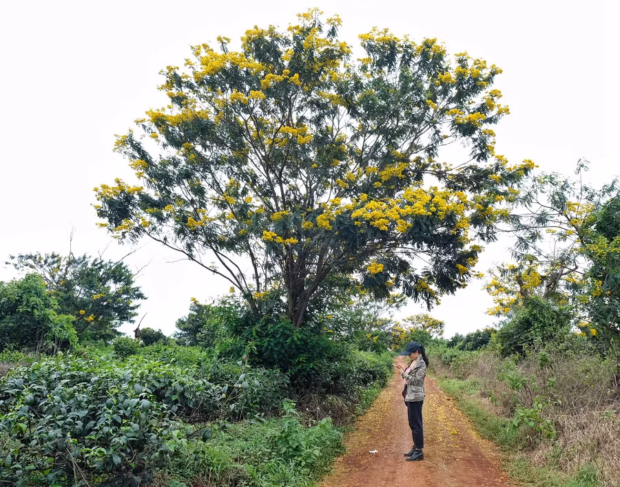 Lễ hội hoa muồng vàng và một số sự kiện văn hóa diễn ra dịp cuối năm được kỳ vọng góp phần phục hồi du lịch sau dịch bệnh. Ảnh: Minh Châu