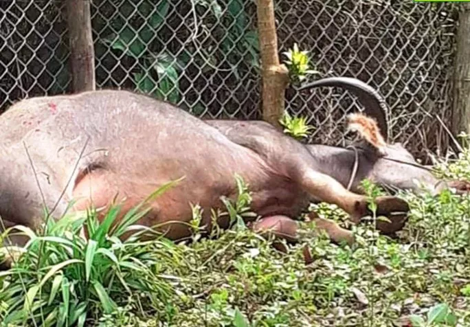 Con trâu điên bị bắn hạ