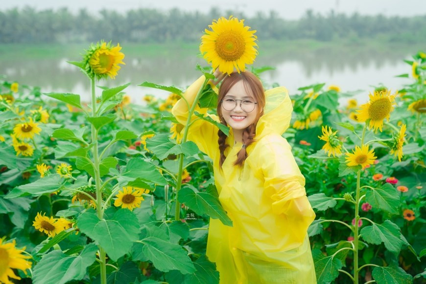 Vì hướng dương thường chỉ nở rộ và đẹp nhất trong khoảng 2 tuần, nên muốn có được những tấm hình đẹp nhất, và trở thành những người đầu tiên đón được mùa hoa thứ 2 trong năm nay, rất nhiều bạn trẻ đã phải 'canh' trước đó cả tháng để tới Ecopark.