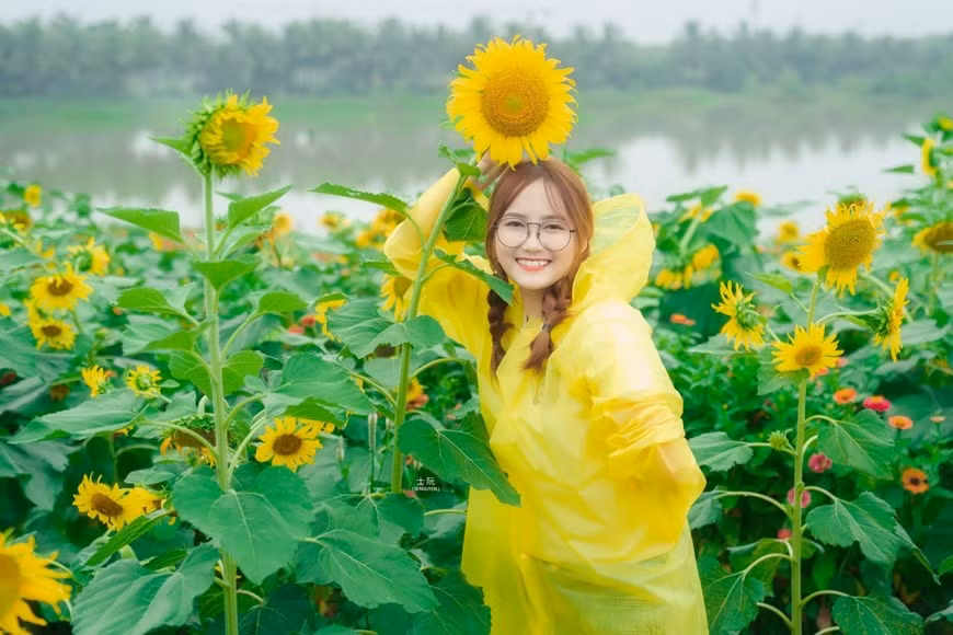 Vì hướng dương thường chỉ nở rộ và đẹp nhất trong khoảng 2 tuần, nên muốn có được những tấm hình đẹp nhất, và trở thành những người đầu tiên đón được mùa hoa thứ 2 trong năm nay, rất nhiều bạn trẻ đã phải 'canh' trước đó cả tháng để tới Ecopark.