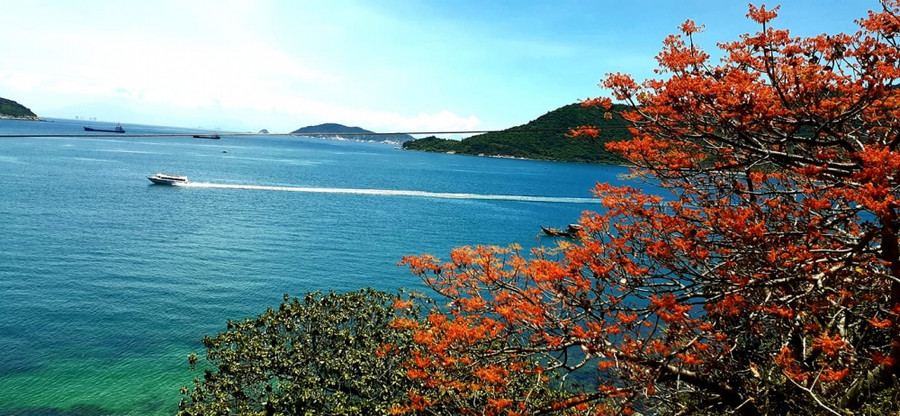 Từ phía biển, người ta đã thấy vẻ đẹp của ngô đồng đỏ