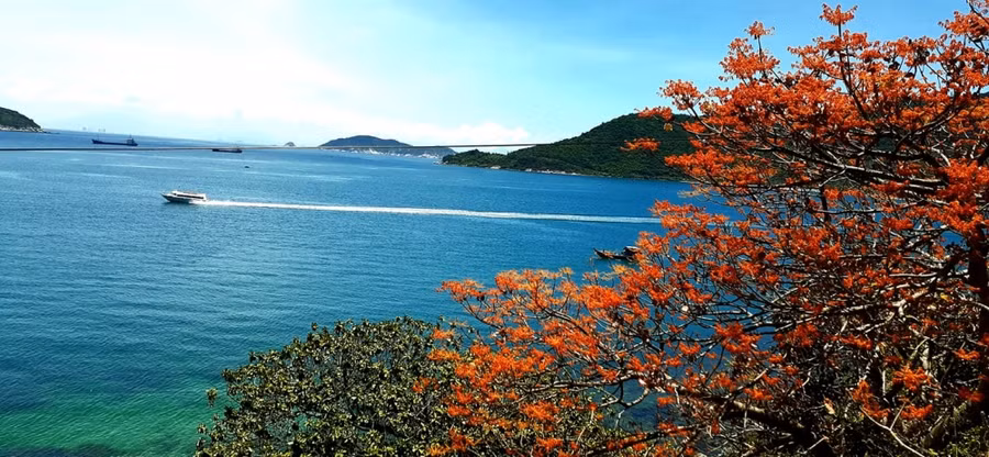 Từ phía biển, người ta đã thấy vẻ đẹp của ngô đồng đỏ