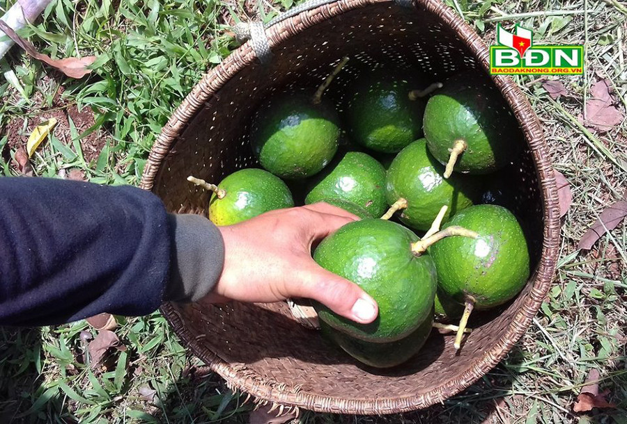 Bơ booth có giá khoảng 10.000 đồng/kg, rẻ nhất trong vòng chục năm qua trên địa bàn tỉnh Đắk Nông.