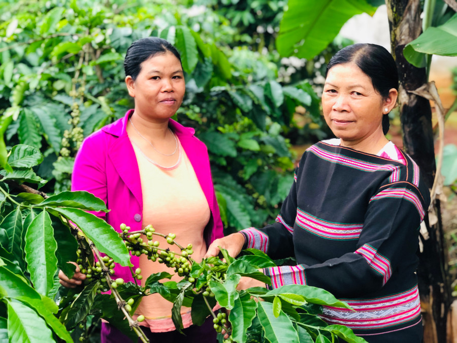 Chăm chỉ trong phát triển kinh tế, bà Siu Búi (bìa phải) thường hướng dẫn kỹ thuật cho các hội viên khác. Ảnh: Thủy Bình 