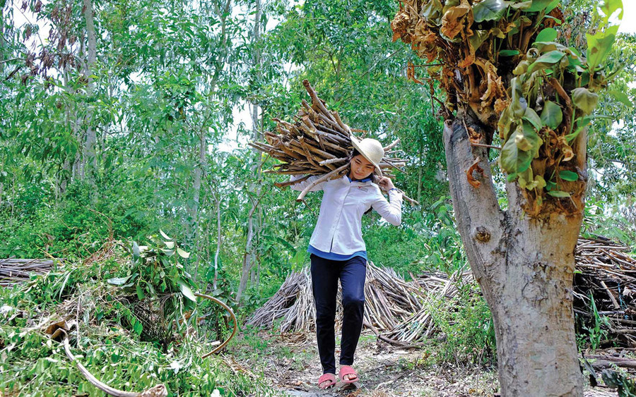Bó củi oằn trên vai Tùng gần chục năm qua đã giúp cô đến giảng đường đại học