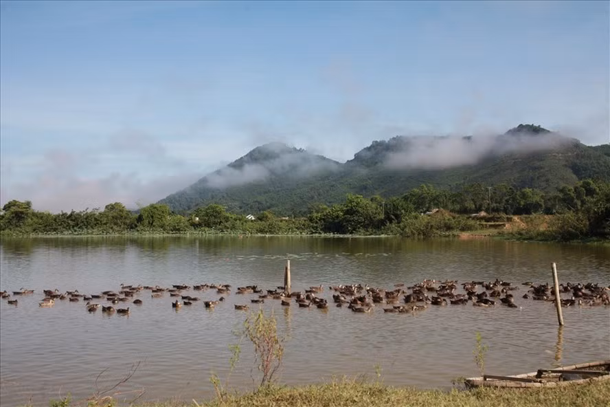 Mô hình chăn nuôi vịt trời của đôi vợ chồng trẻ Hà Tĩnh. ảnh: Trần Tuyên Mô hình chăn nuôi vịt trời của đôi vợ chồng trẻ Hà Tĩnh. ảnh: Trần Tuyên